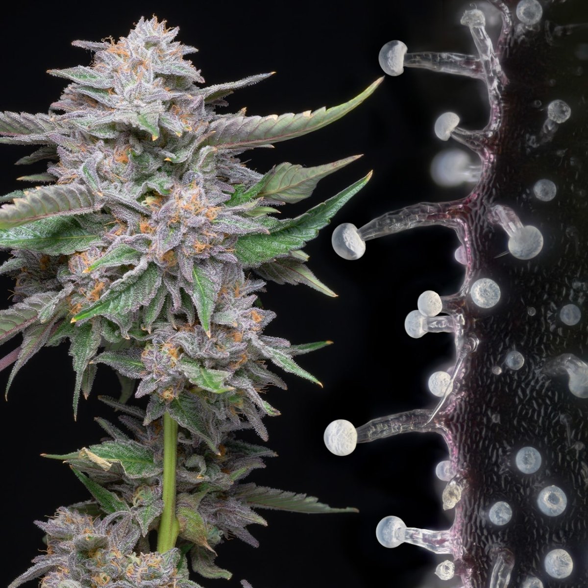 Lemon Cherry Gelato Seeds - Premium Cultivars