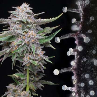 Lemon Cherry Gelato Seeds - Premium Cultivars