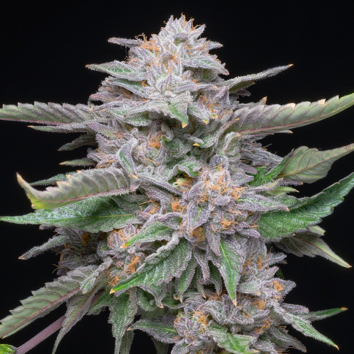 Lemon Cherry Gelato Seeds - Premium Cultivars