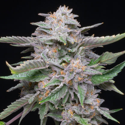 Lemon Cherry Gelato Seeds - Premium Cultivars