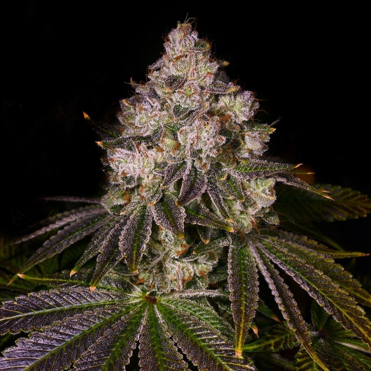 🎁 Lemon Grab Seeds (100% off) - Premium Cultivars