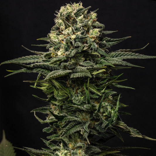 Lemon Haze Autoflower Seeds