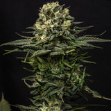 🎁 Lemon Haze Autoflower Seeds (100% off)