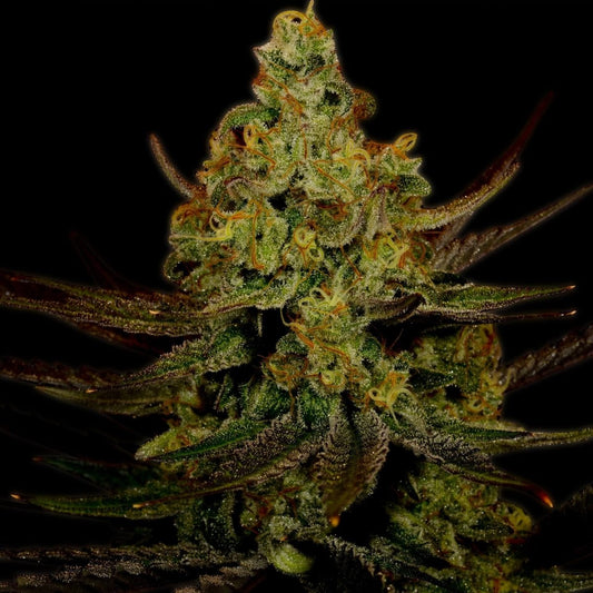 Lemon Kush Feminized Cannabis Plant