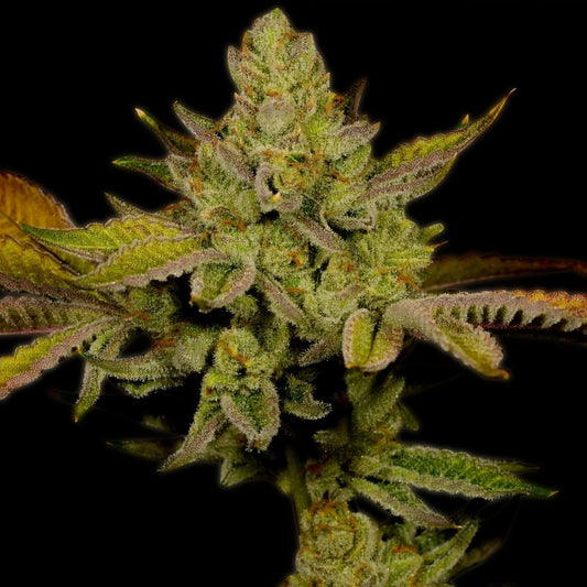 Lemon OG Feminized Cannabis Plant
