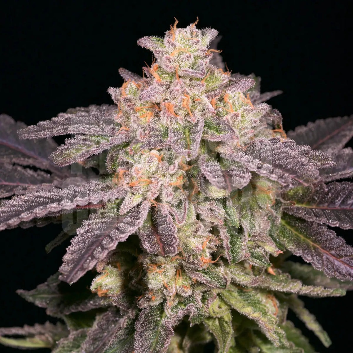 🎁 Lemon Pound Cake Seeds (100% off) - Premium Cultivars