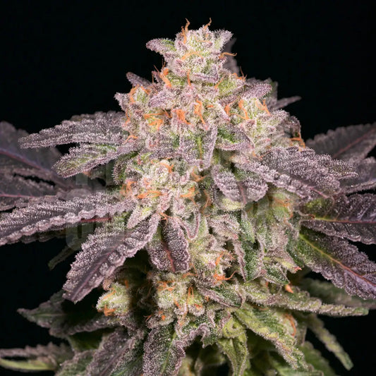🎁 Lemon Pound Cake Seeds (100% off) - Premium Cultivars