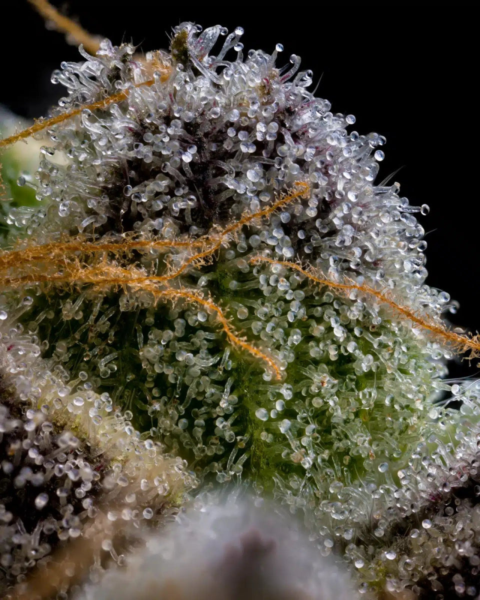 Love Affair Seeds - Premium Cultivars