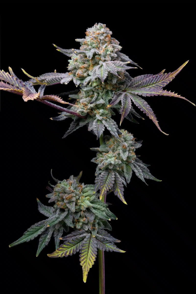 Love Affair Seeds - Premium Cultivars