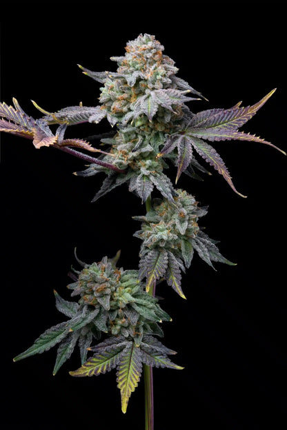 Love Affair Seeds - Premium Cultivars