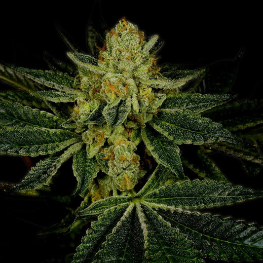🎁 LSD Seeds (100% off) - Premium Cultivars