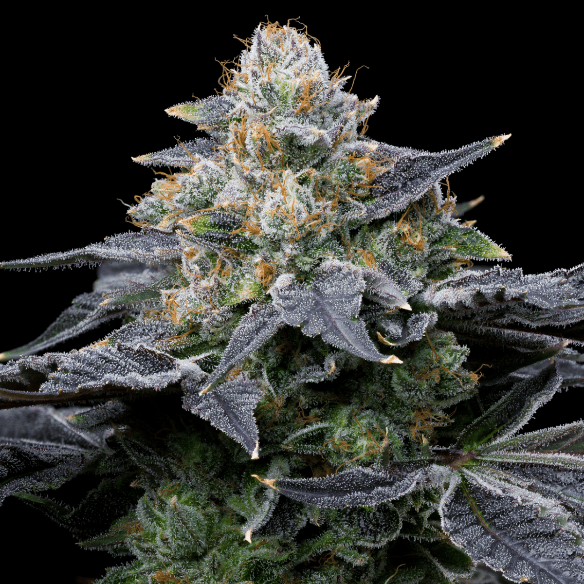 MAC Melon Autoflower Seeds