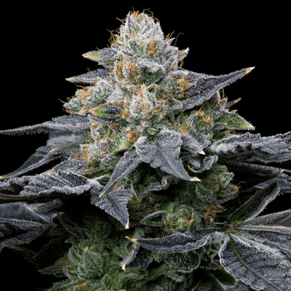 MAC Melon Autoflower Seeds