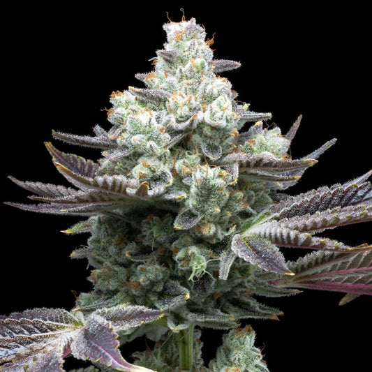 🎁 MAC 1 Seeds (100% off) - Premium Cultivars
