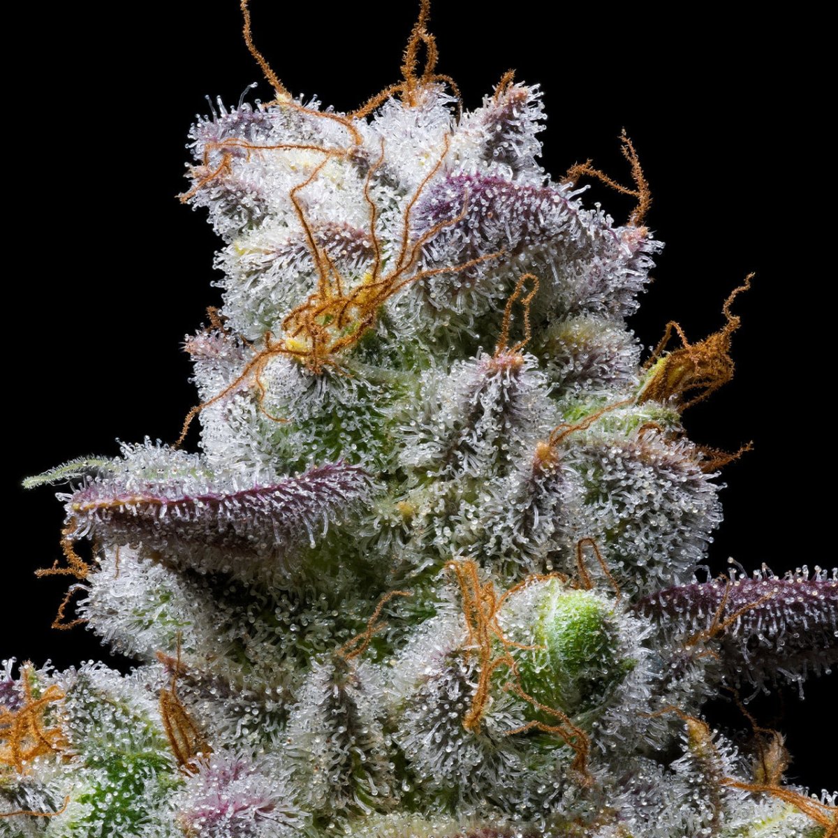 MAC 1 Seeds - Premium Cultivars