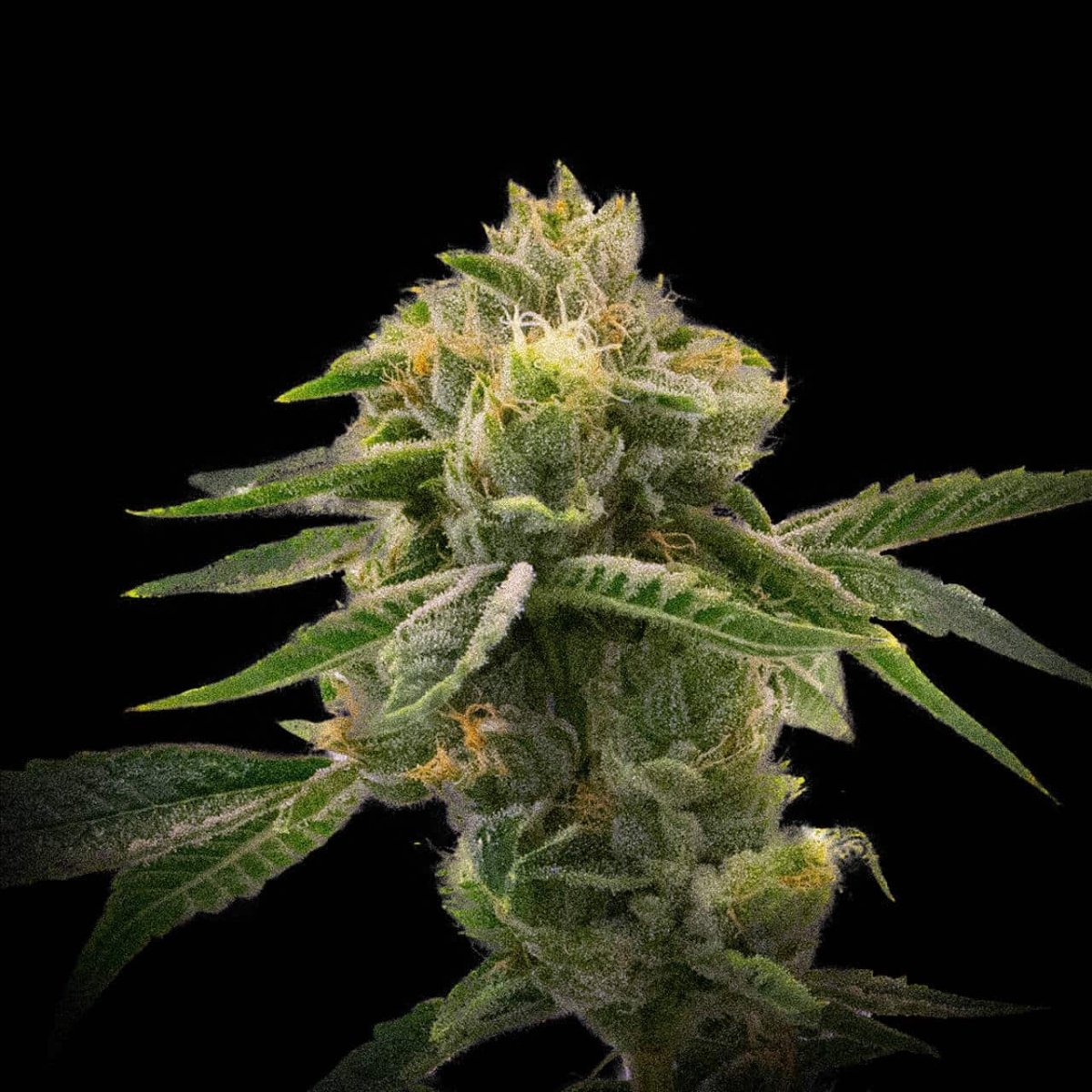 Mango Haze Feminized Cannabis Flower