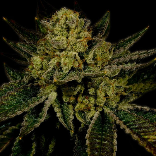 Mango Feminized Cannabis Plant