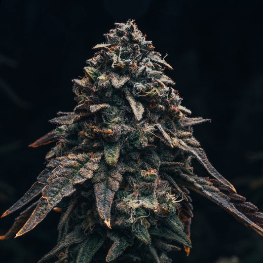 🎁 Marathon OG Seeds (100% off) - Premium Cultivars