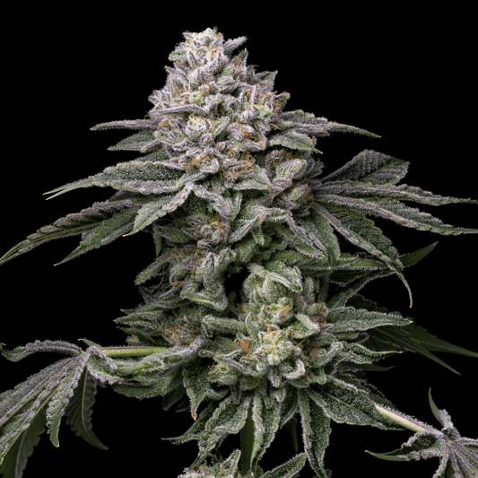 🎁 Melonade Seeds (100% off) - Premium Cultivars