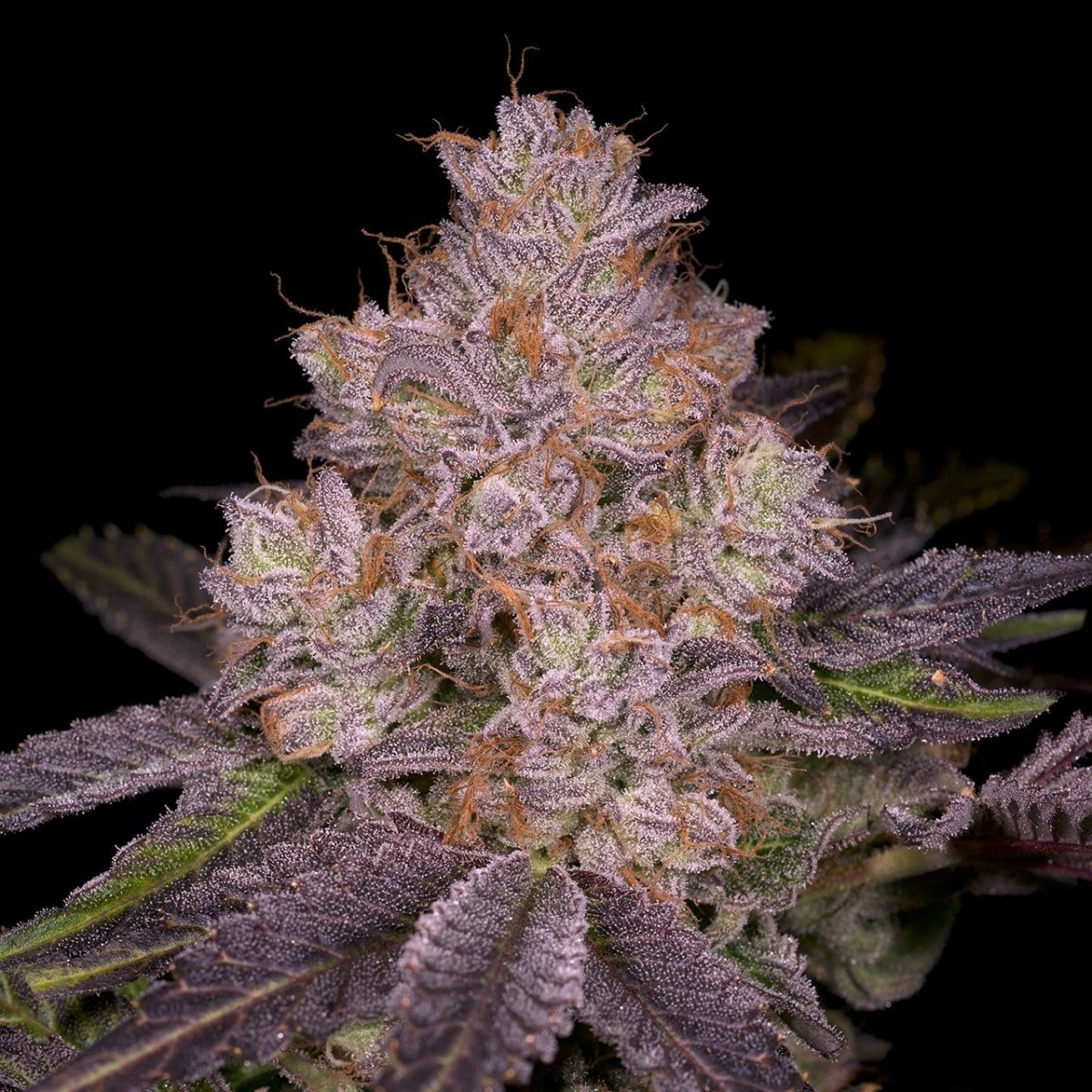 🎁 Member Berry Seeds (100% off) - Premium Cultivars