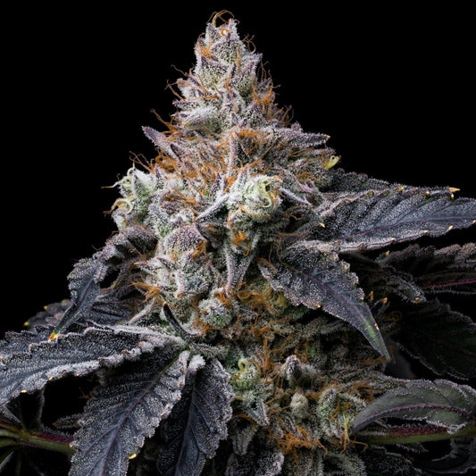 🎁 Mendo Breath Seeds (100% off) - Premium Cultivars