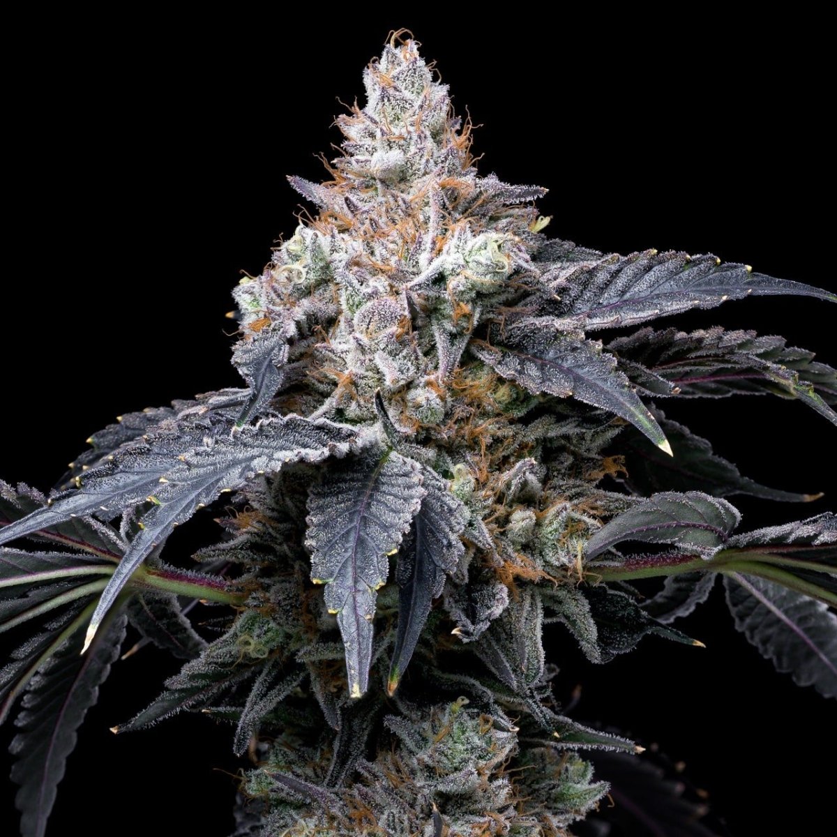 Mendo Breath Strain Plant