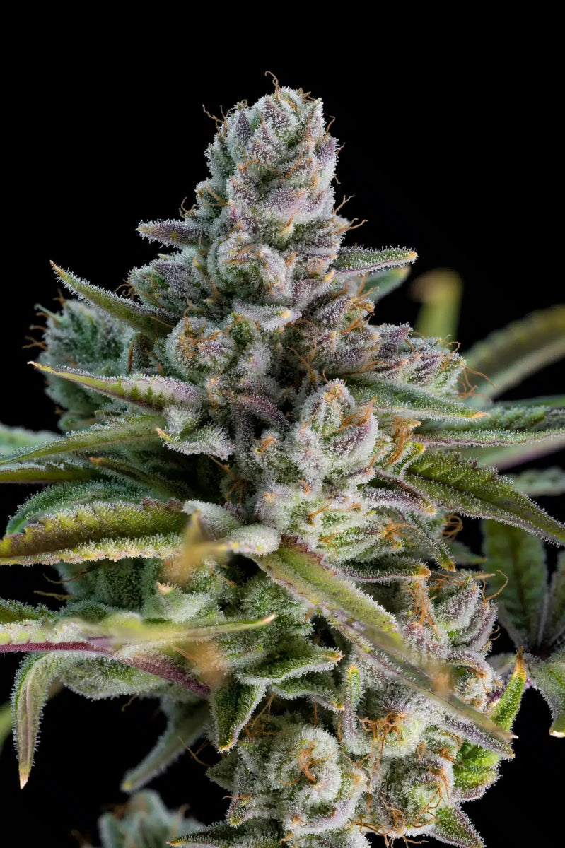 Mexican Red Hair Auto Seeds - Premium Cultivars
