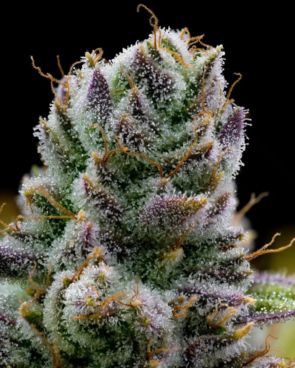 Mexican Red Hair Auto Seeds - Premium Cultivars