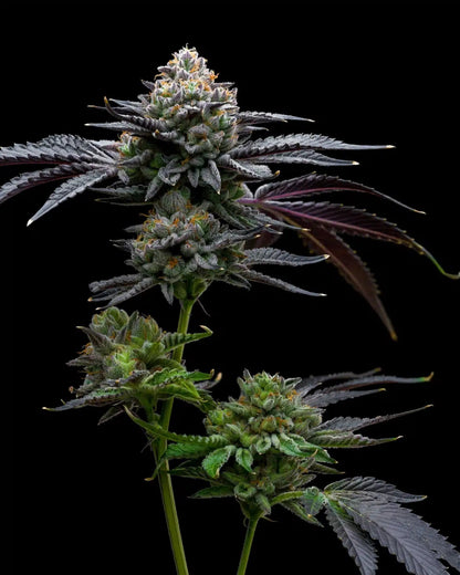 Mint Chocolate Chip Seeds - Premium Cultivars