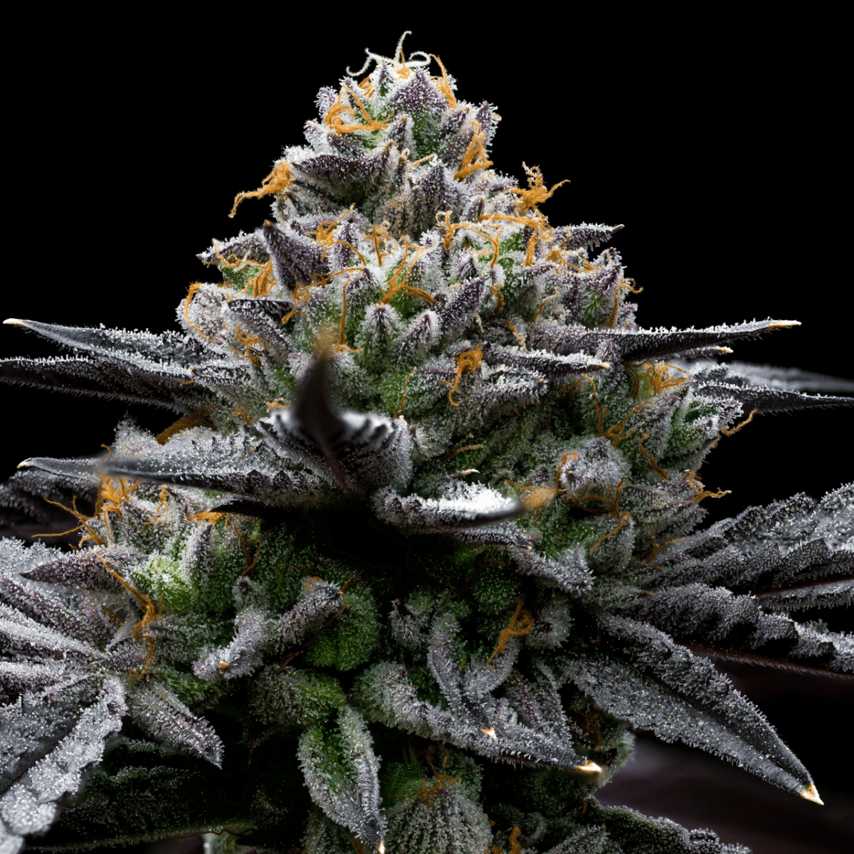 Mint Chocolate Chip seeds