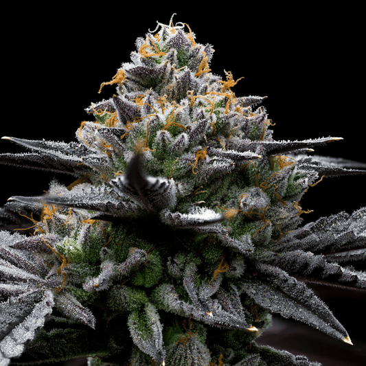 Mint Chocolate Chip seeds