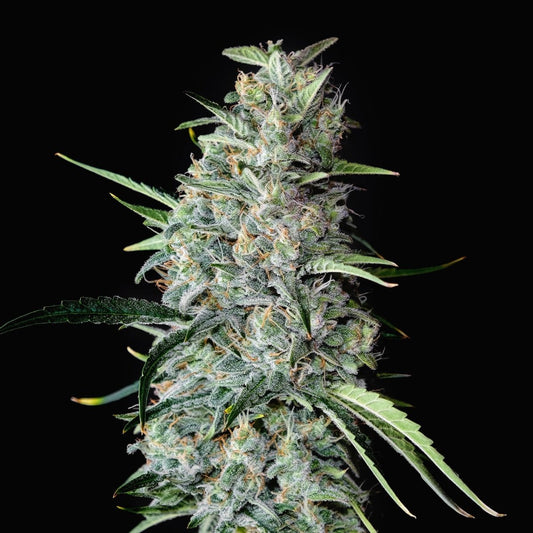 🎁 MK Ultra Autoflower Seeds (100% off) - Premium Cultivars