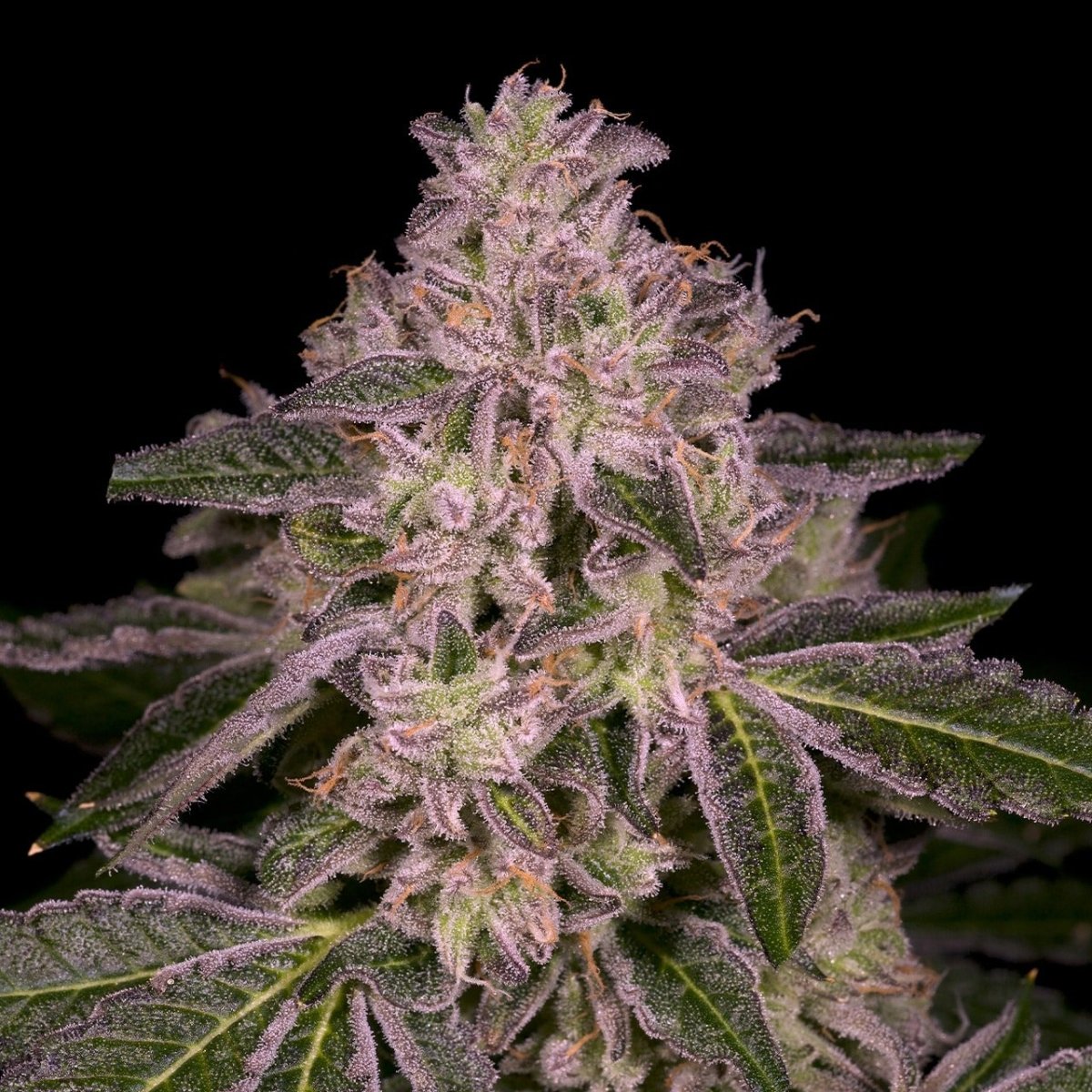 🎁 Mochi Seeds (100% off) - Premium Cultivars