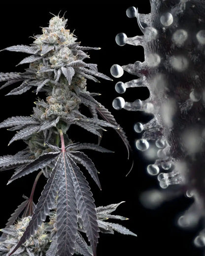 Moonbow Seeds - Premium Cultivars