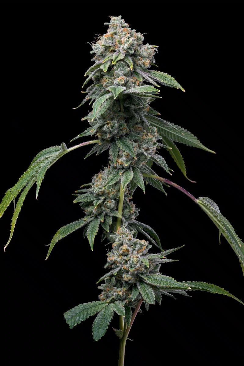 Motorbreath Seeds - Premium Cultivars