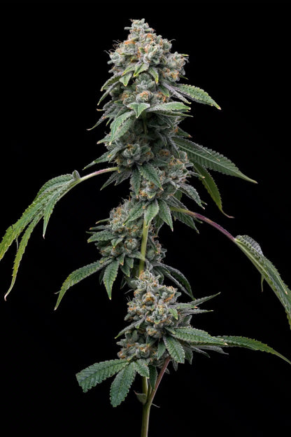 Motorbreath Seeds - Premium Cultivars