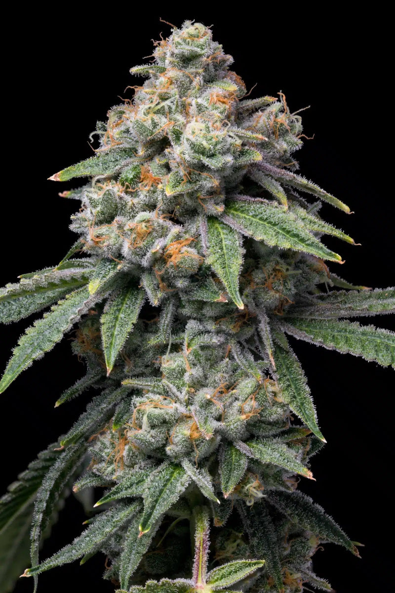Motorbreath Seeds - Premium Cultivars