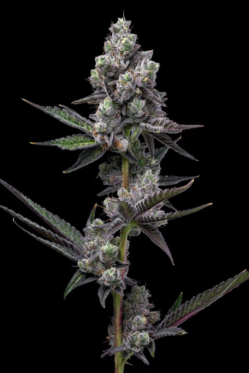 Mule Fuel Seeds - Premium Cultivars