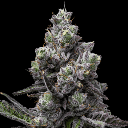 Mule Fuel Seeds