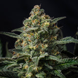 🎁 Northern Lights Autoflower Seeds (100% off)