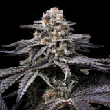 🎁 Obama Runtz Seeds (100% off)