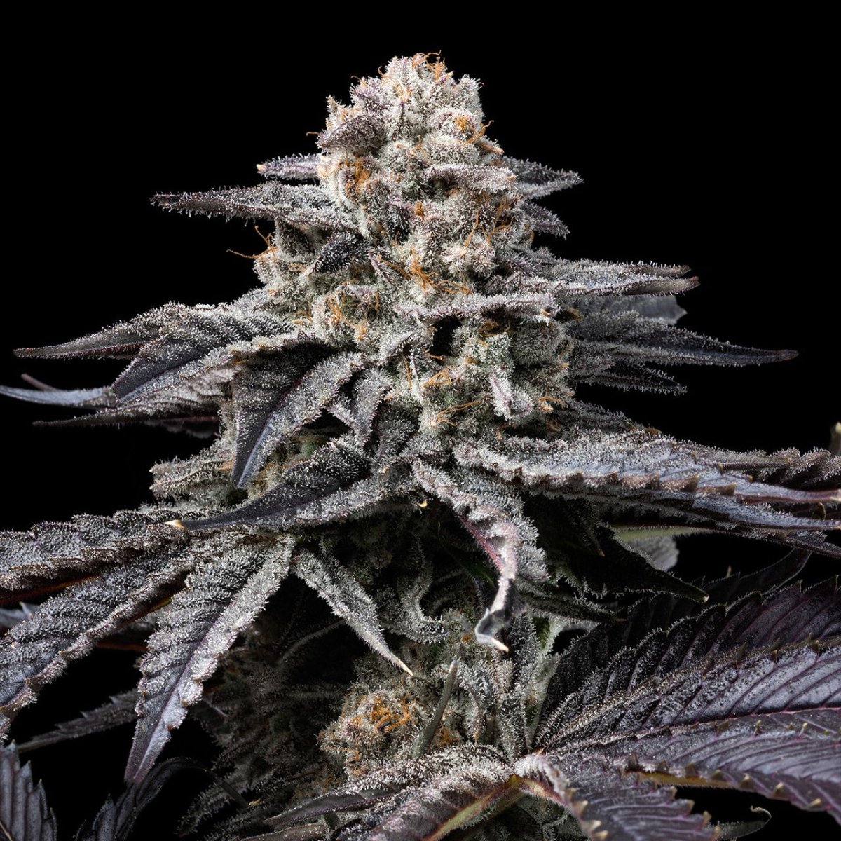 🎁 Obama Runtz Seeds (100% off) - Premium Cultivars