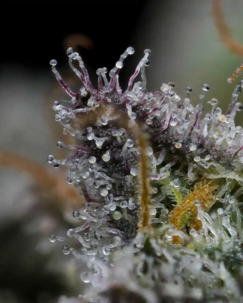 Obama Runtz Seeds - Premium Cultivars