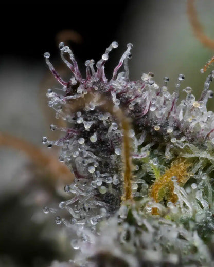 Obama Runtz Seeds - Premium Cultivars