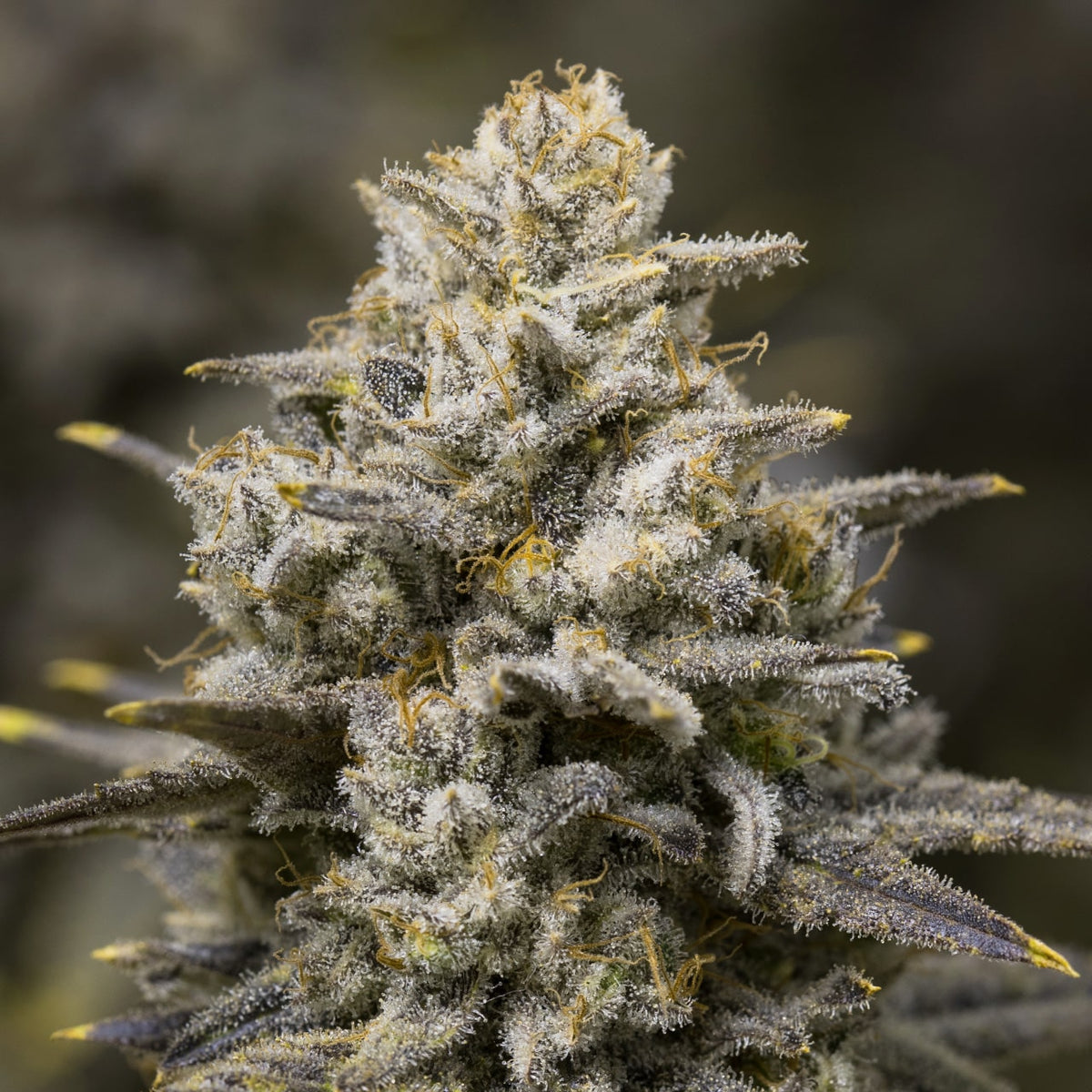🎁 Oreoz Seeds (100% off)