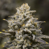 🎁 Oreoz Seeds (100% off)