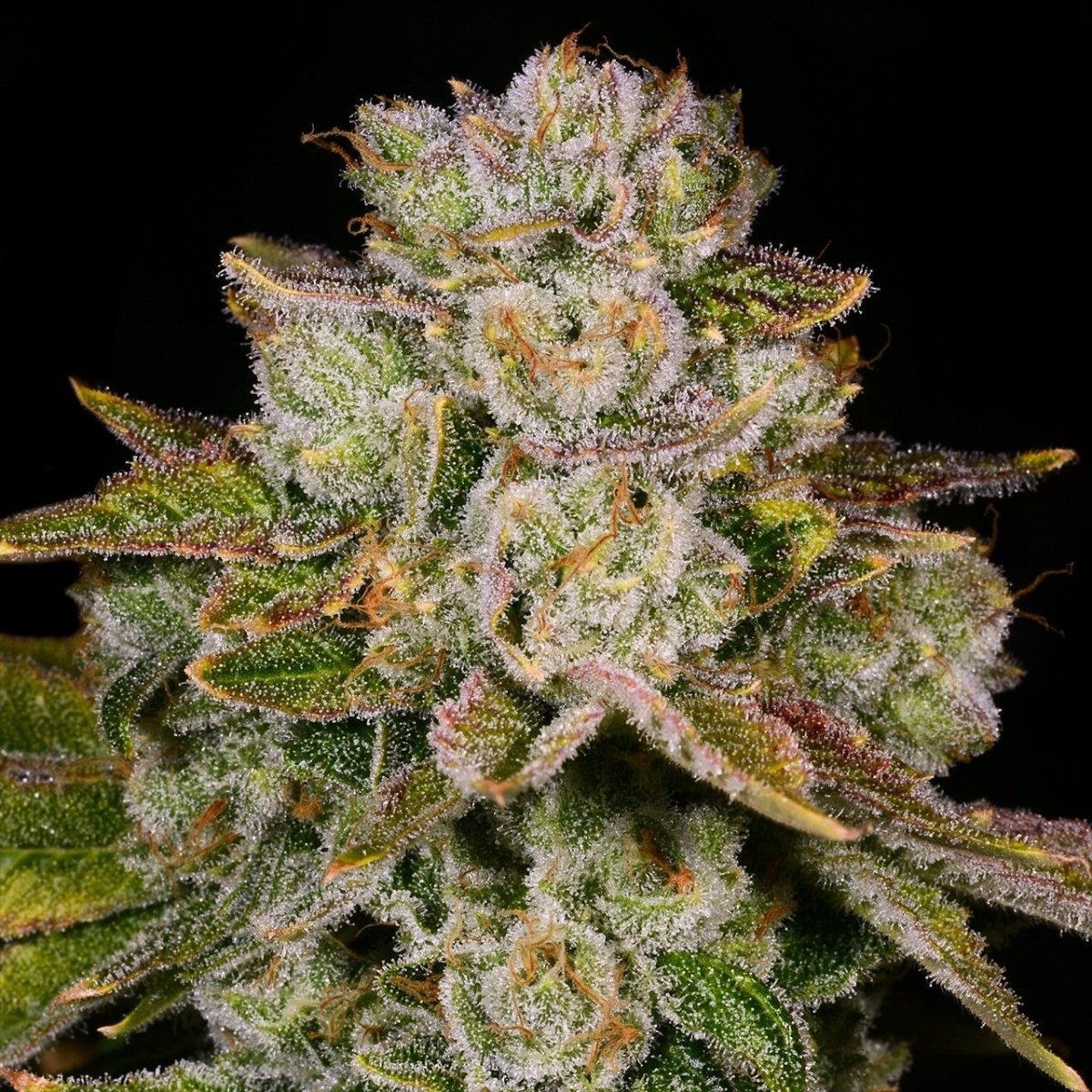 🎁 Pacman Seeds (100% off) - Premium Cultivars
