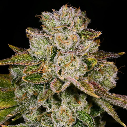 🎁 Pacman Seeds (100% off) - Premium Cultivars