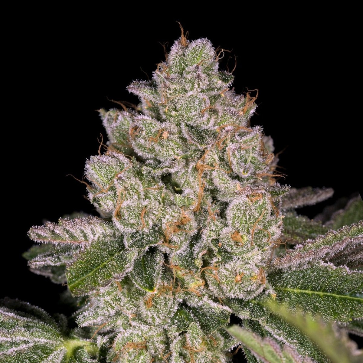 🎁 Pancakes Seeds (100% off) - Premium Cultivars