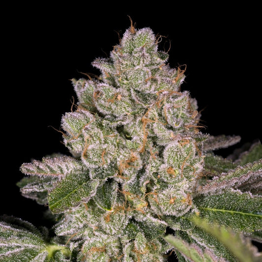 🎁 Pancakes Seeds (100% off) - Premium Cultivars